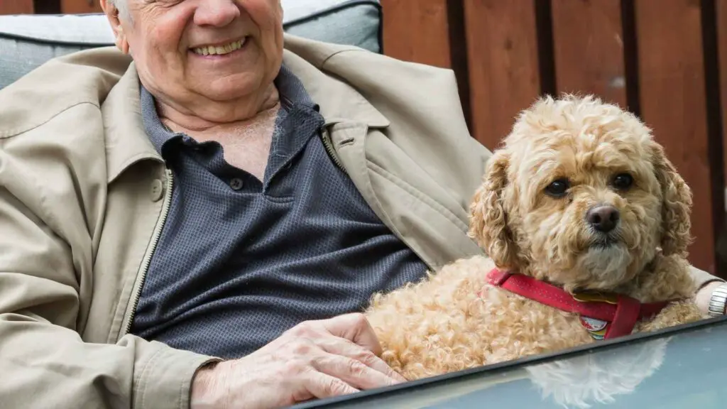 Hypoallergenic Dog Breeds for Seniors