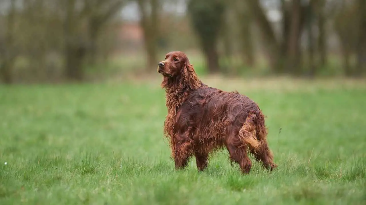 Setter irlandese