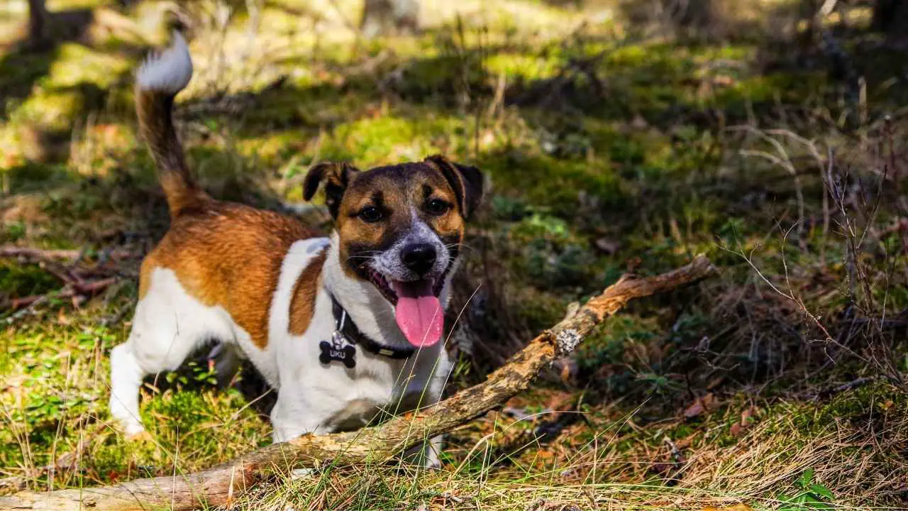 Jack Russel Terrier