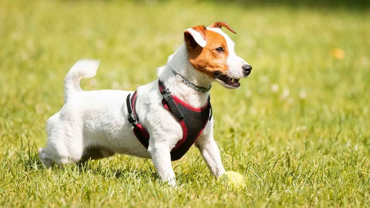 Jack Russel Terrier