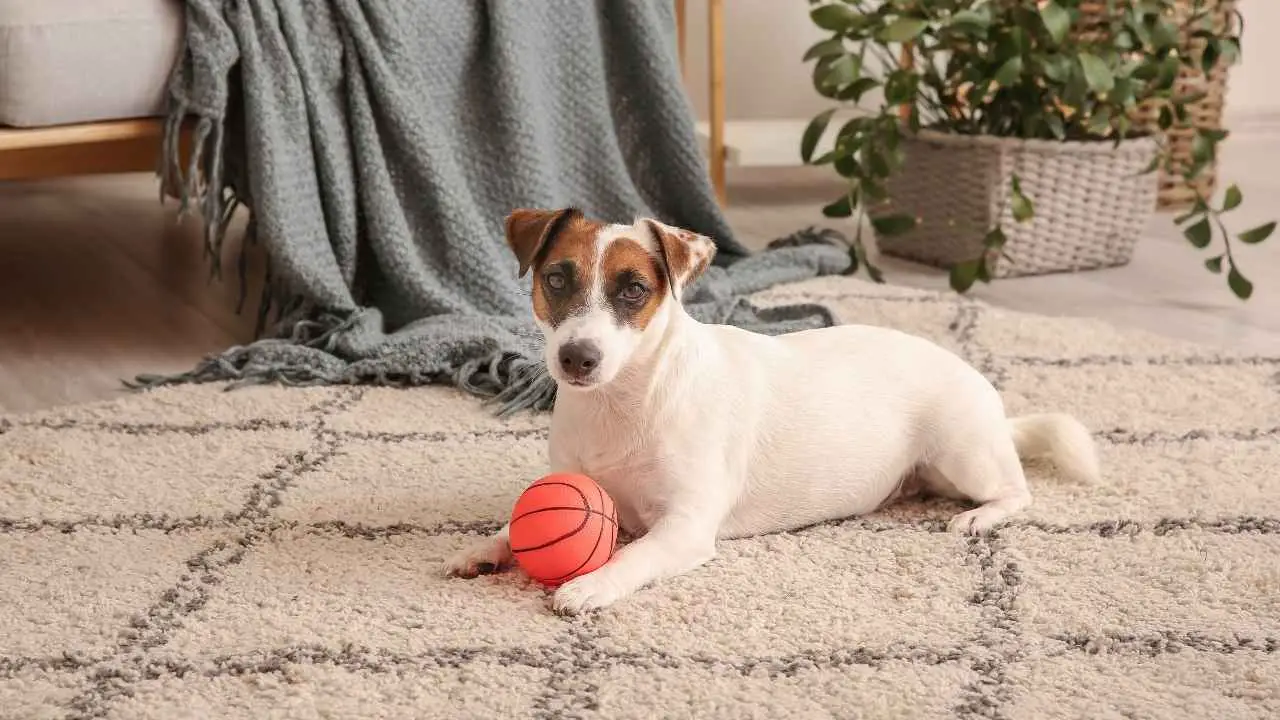 Jack Russel Terrier