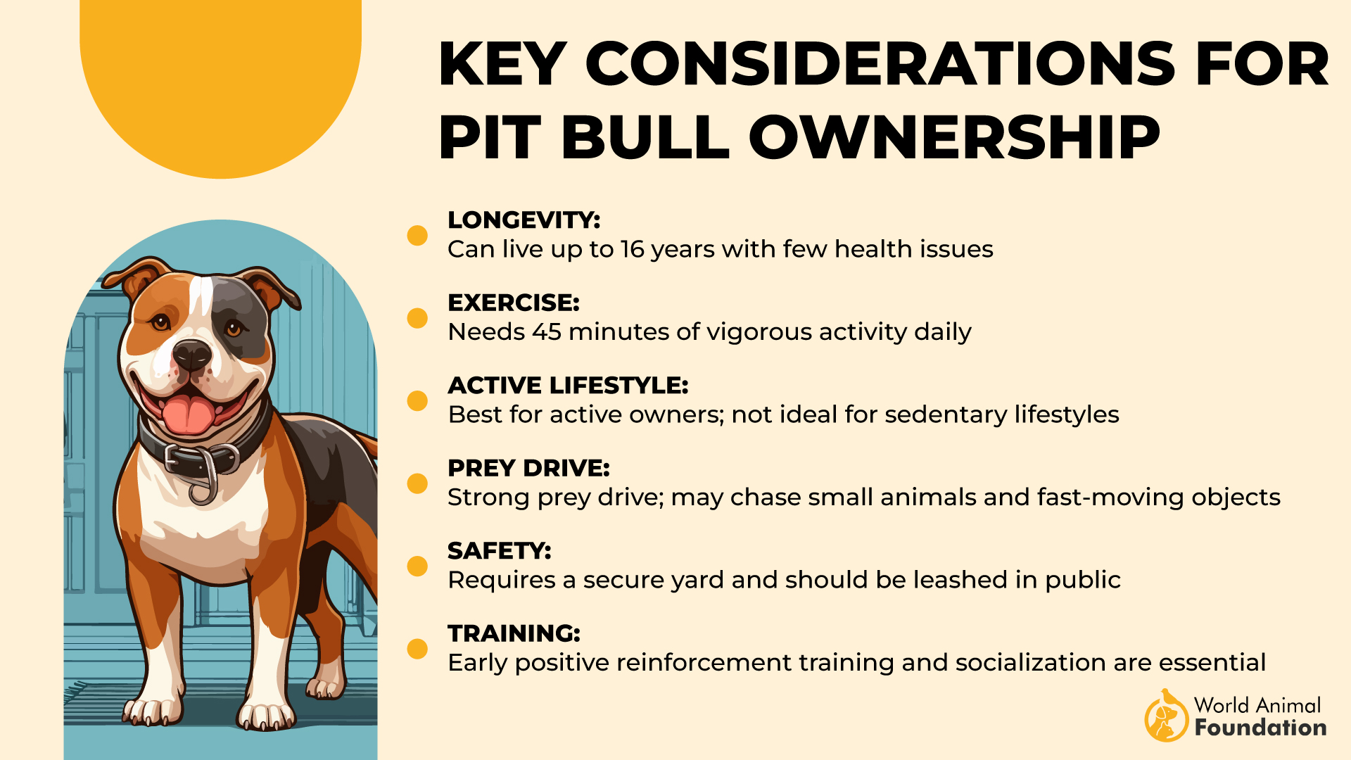 Considerazioni chiave sulla proprietà dei Pit Bull-01