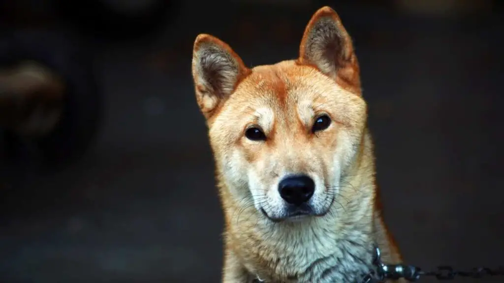 Jindo coreano