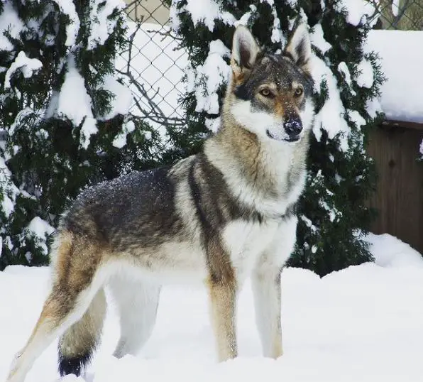 cani dall'aspetto coyote