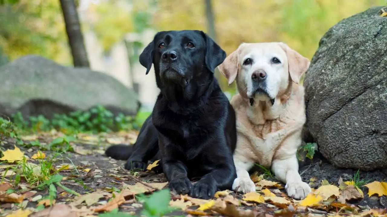 Labrador Retriever