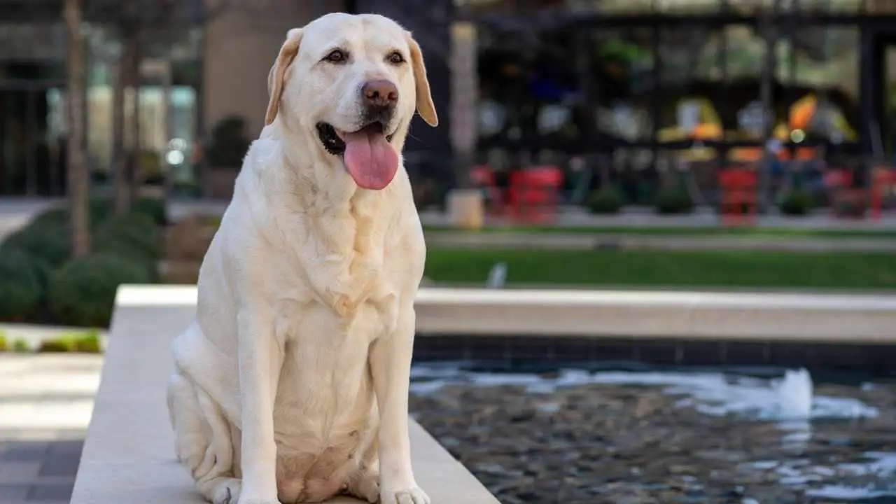 Labrador Retriever