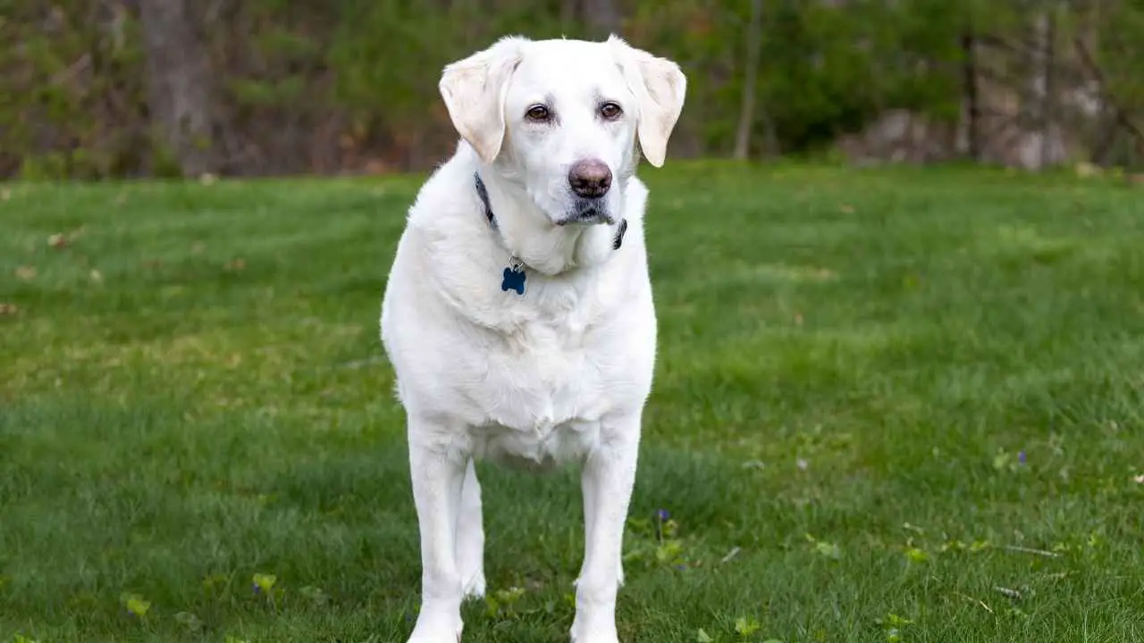 Labrador Retriever