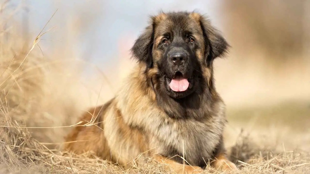 Leonberger