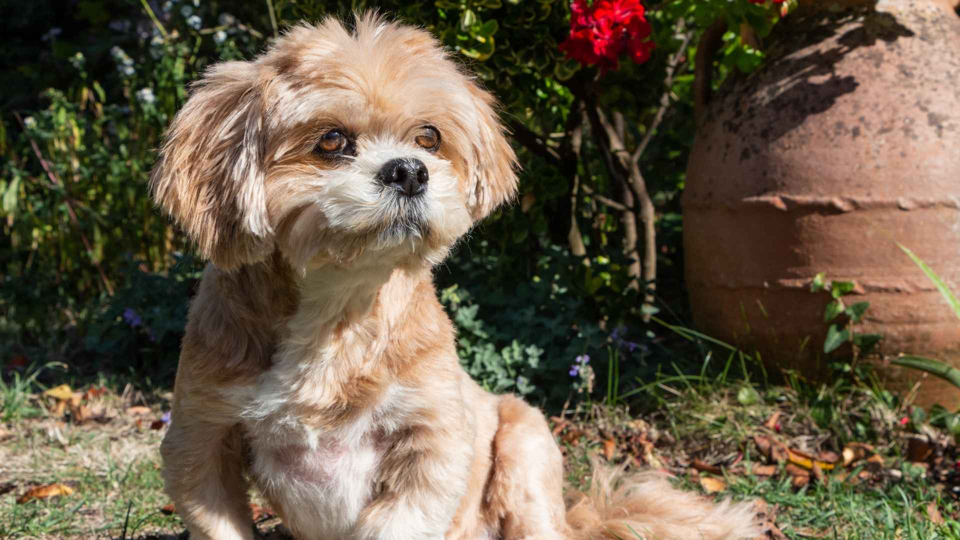 Lhasa Apso