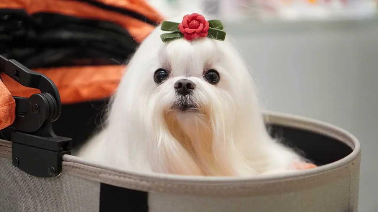 maltese