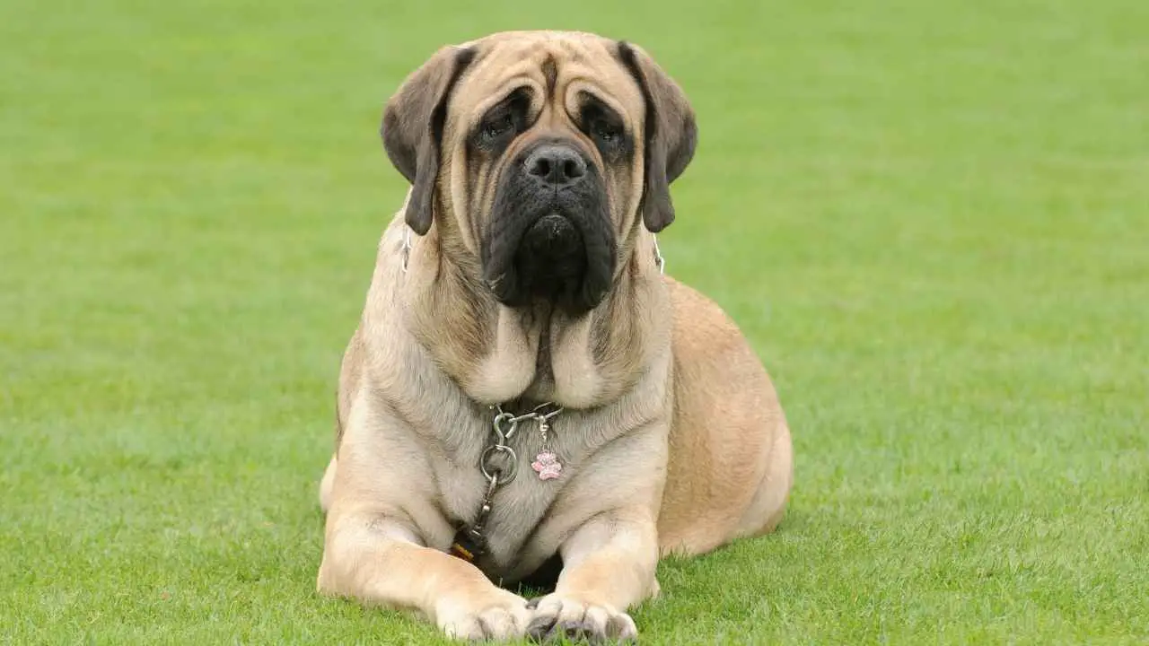 Mastino