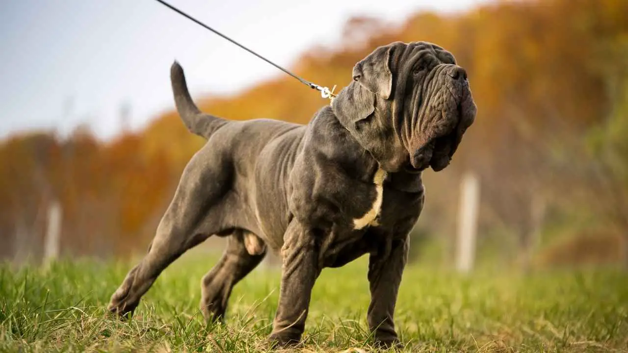 Mastino