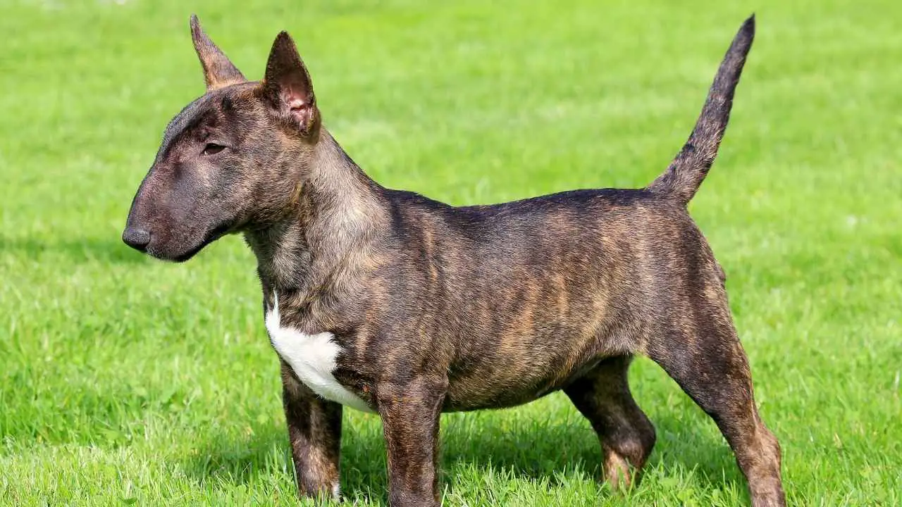 Bull Terrier in miniatura