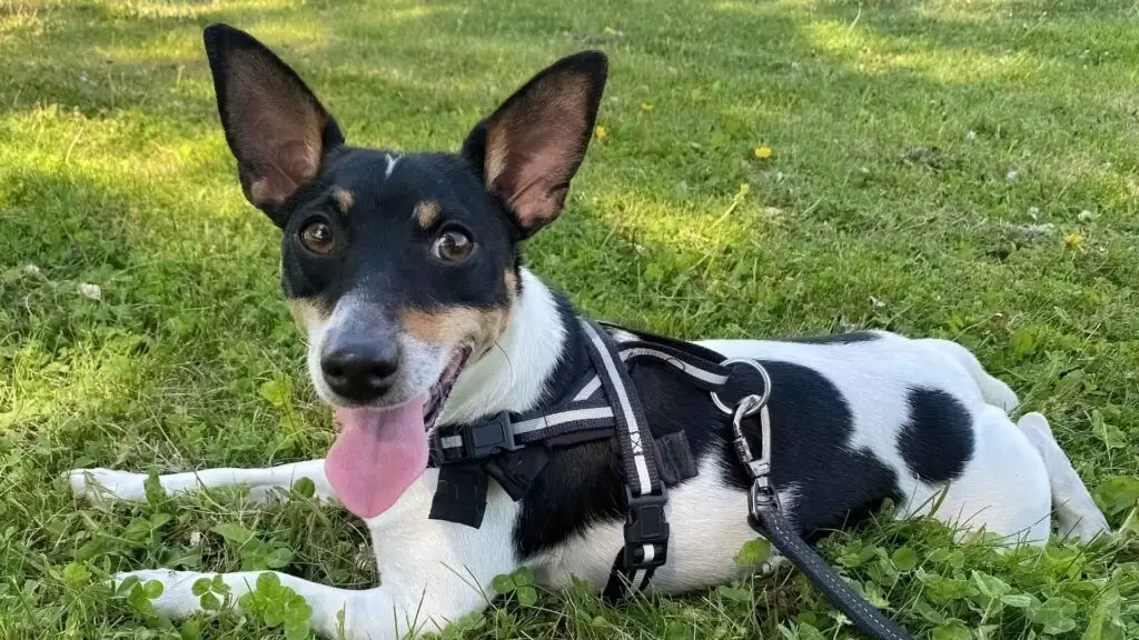 Miniature Fox Terrier