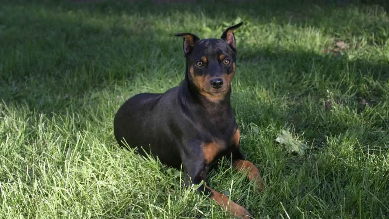 Pinscher nano