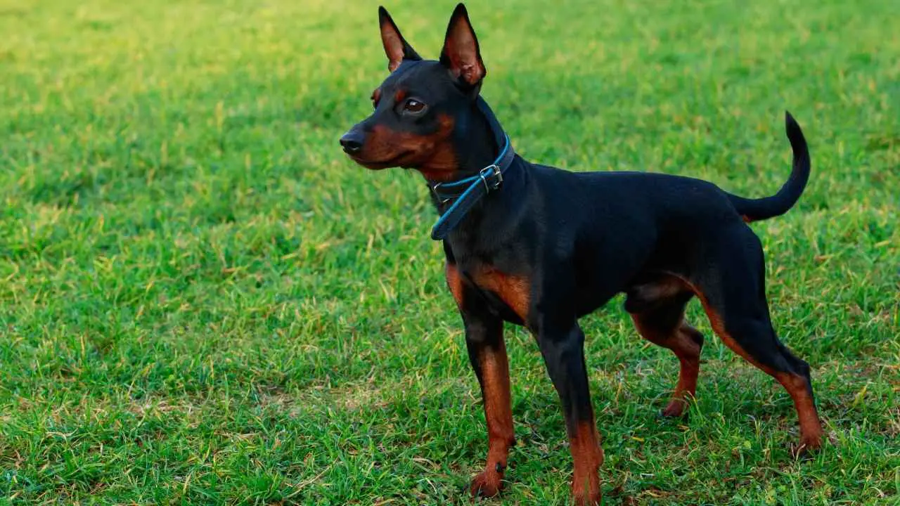 Pinscher nano