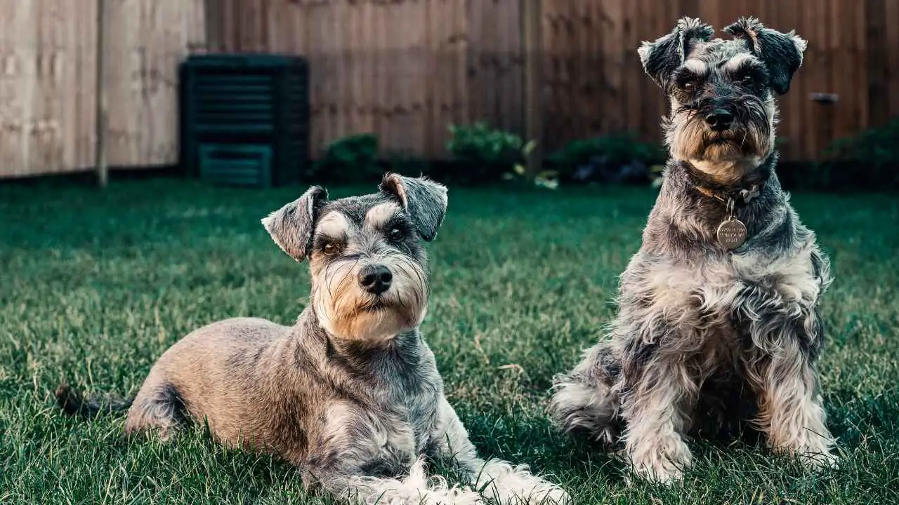 Schnauzer nano