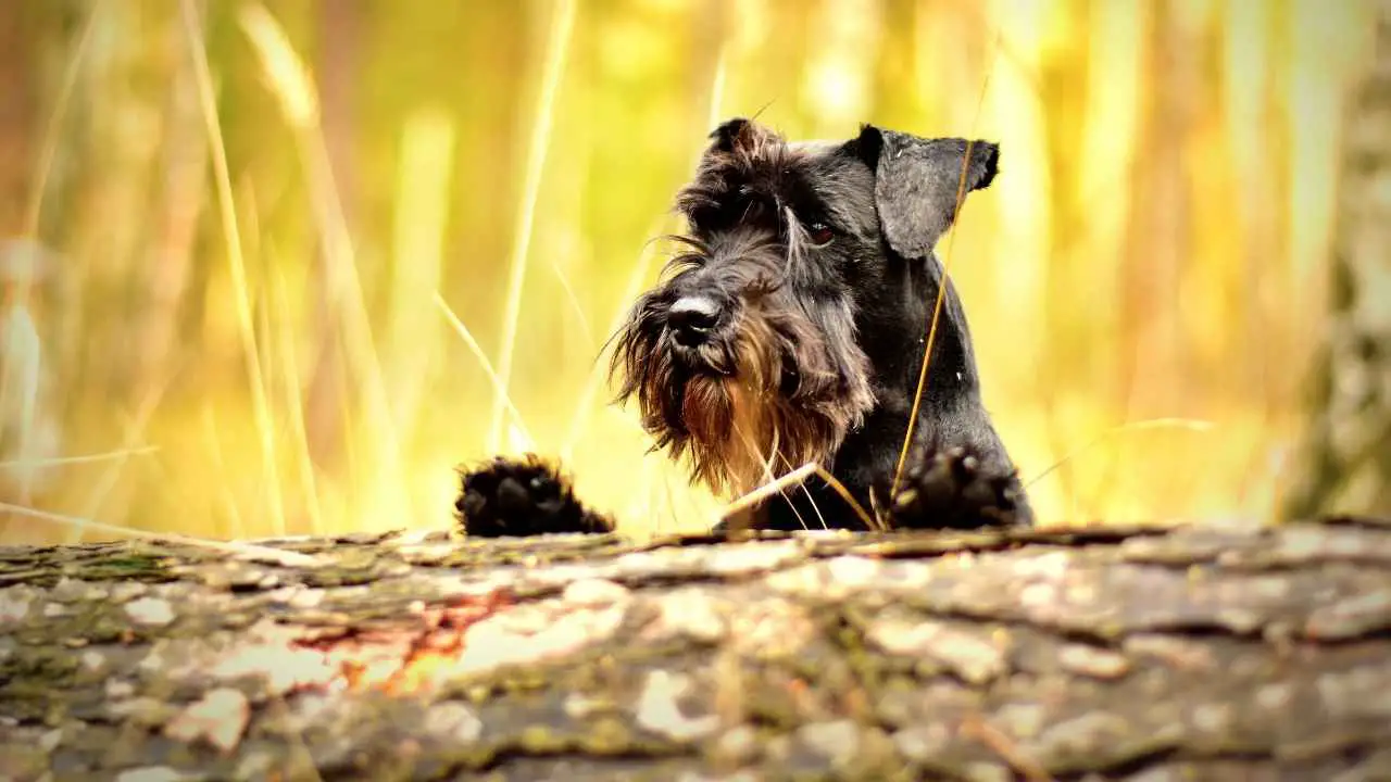 Schnauzer nano