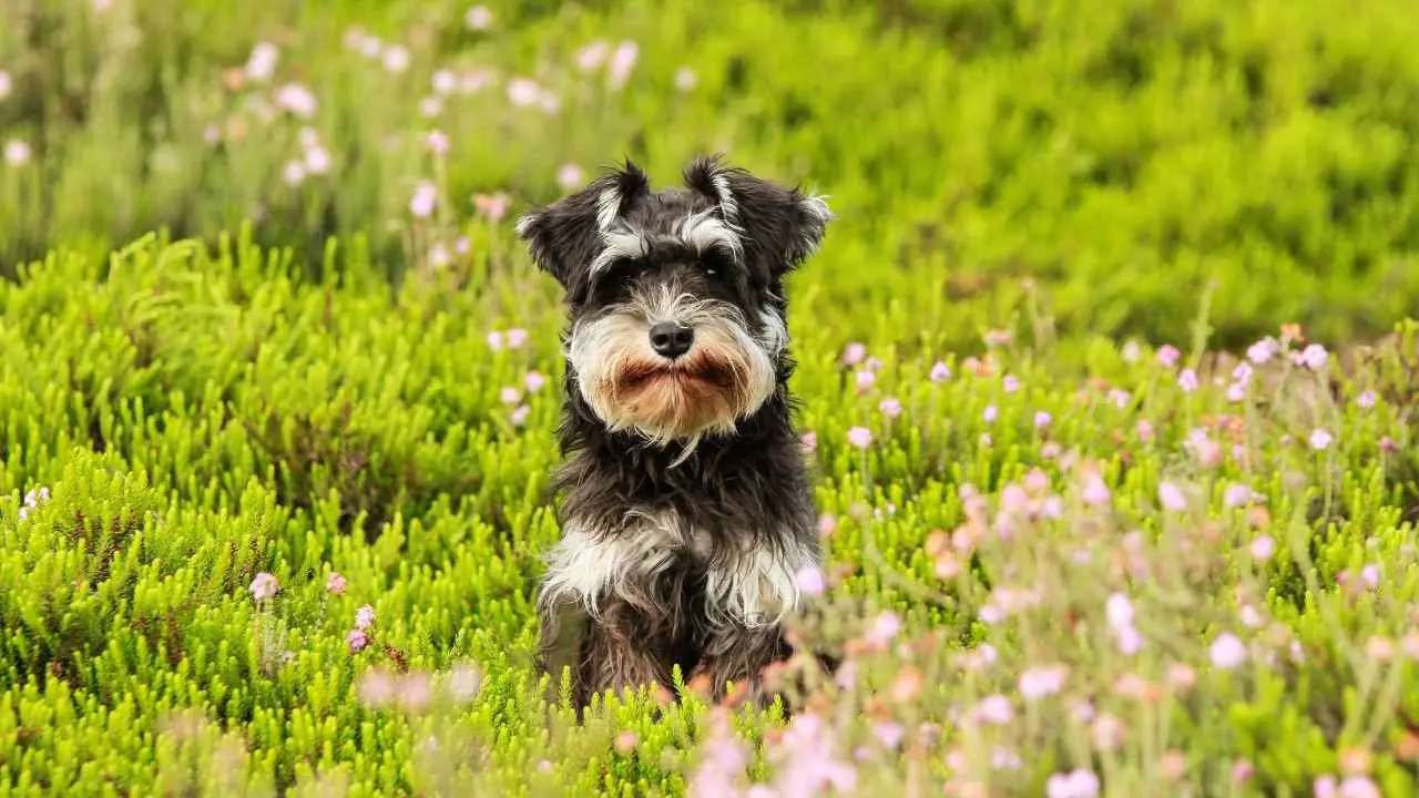 Schnauzer nano