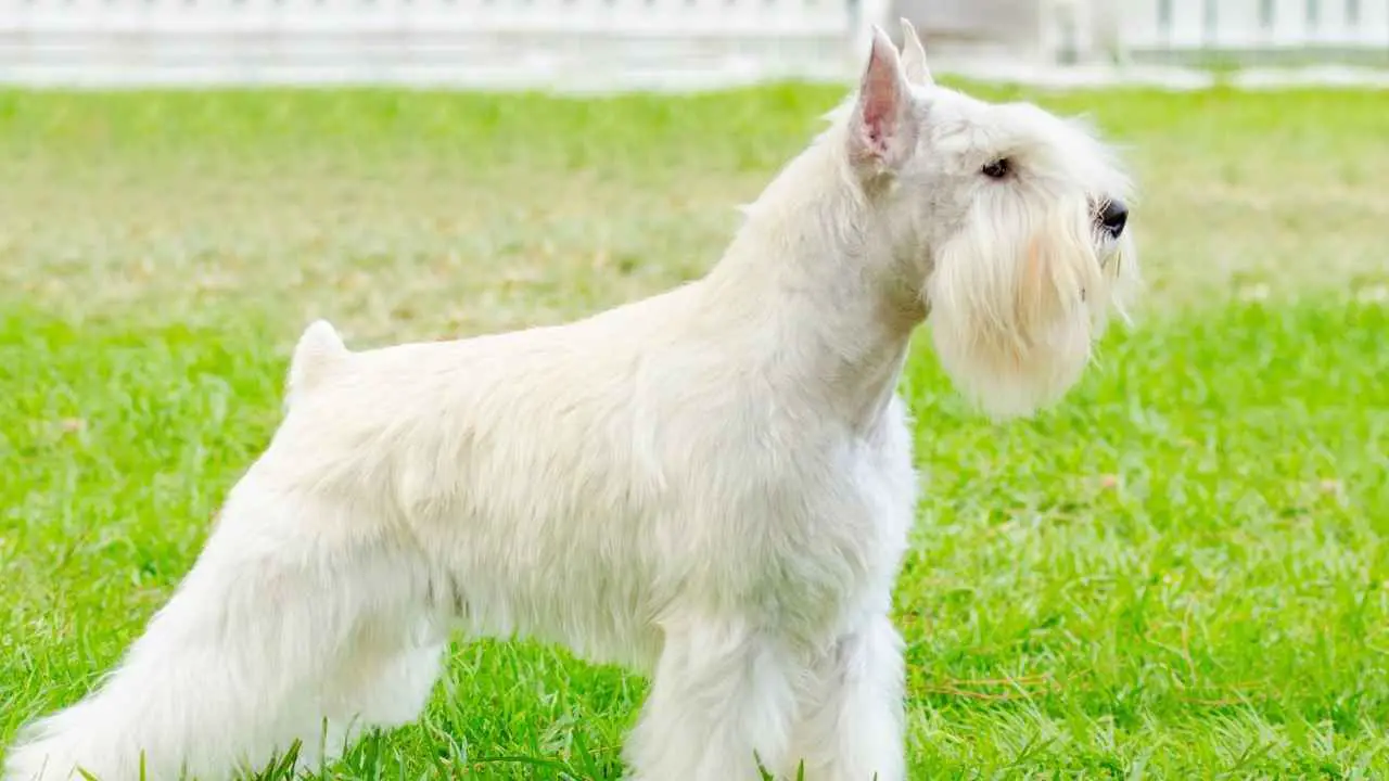 Schnauzer nano