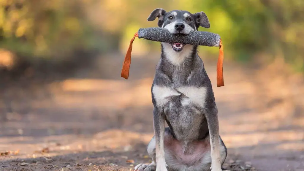 Most Clever Dog Breeds