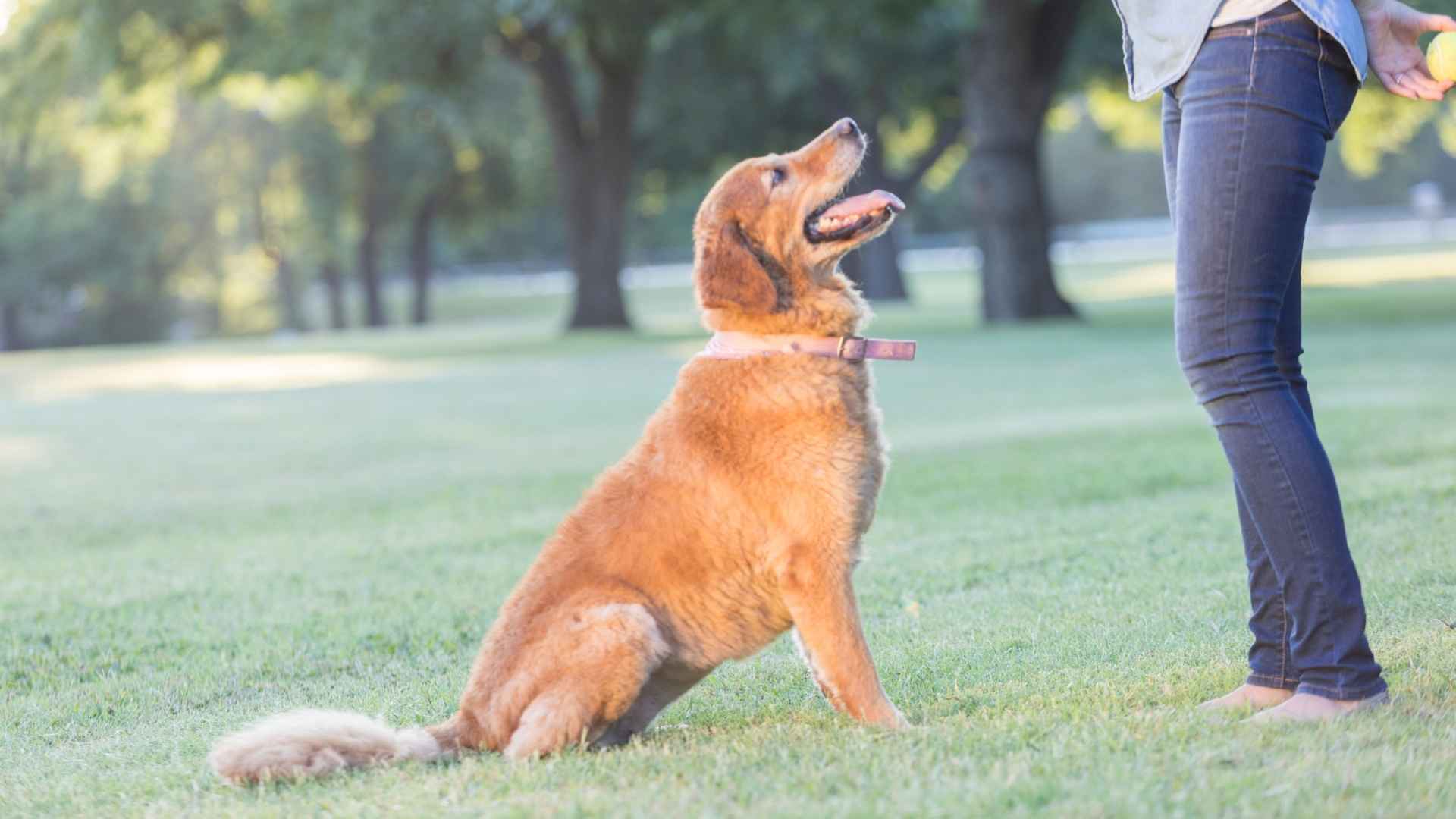 Most Intelligent Trainable Dog Breeds