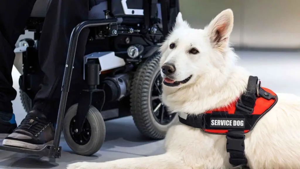 Most Popular Service Dog Breeds