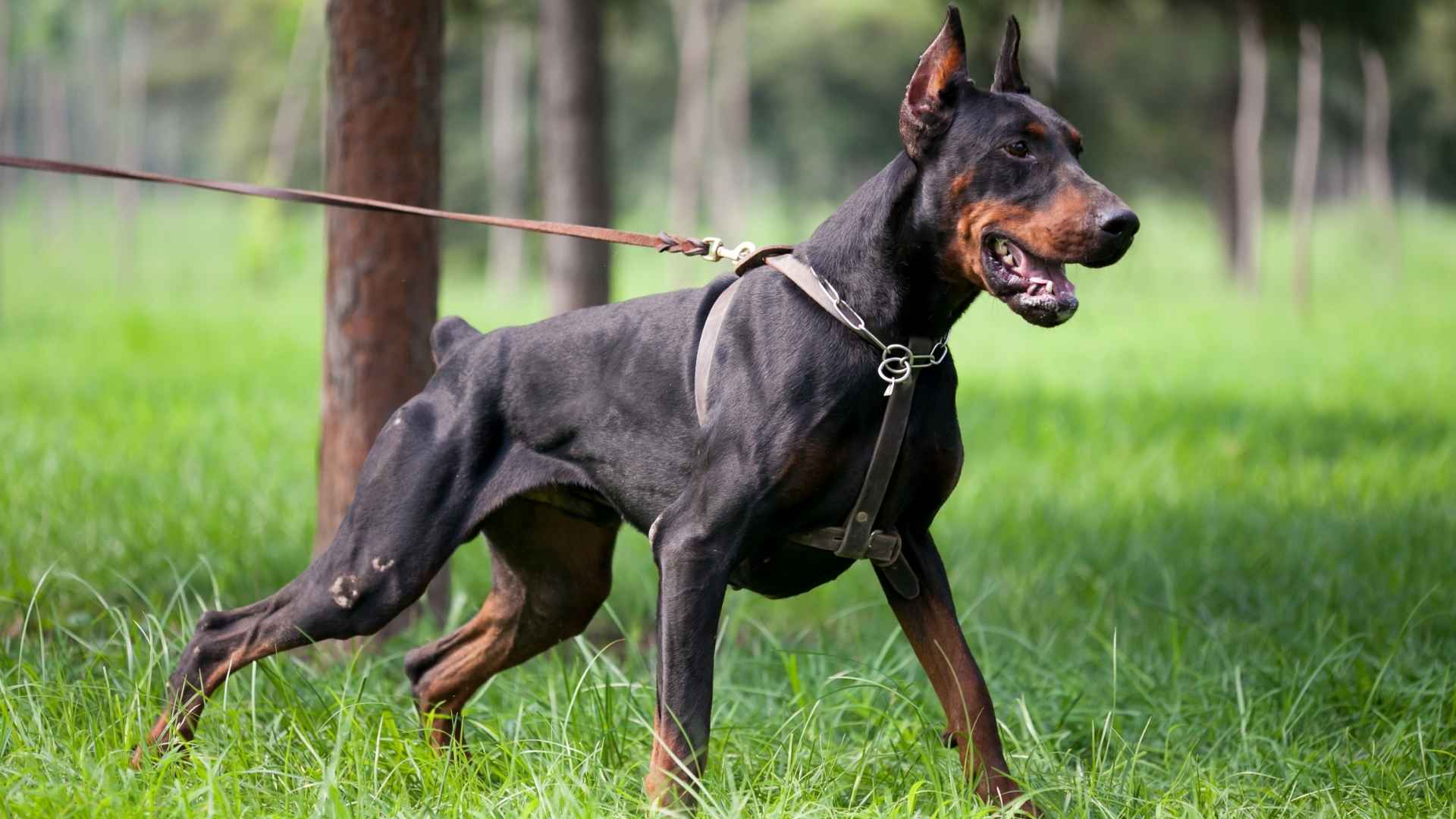 Most Powerful Dog Breeds