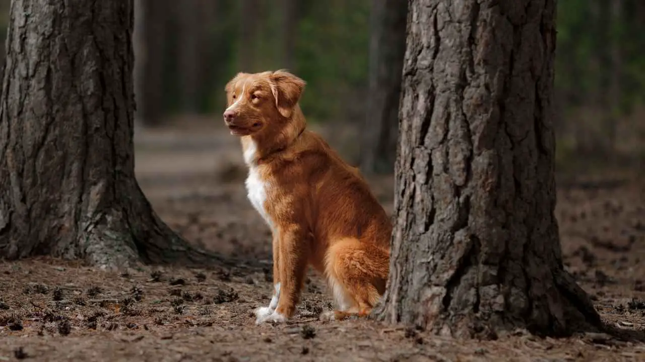 Nova Scotia Duck Tolling Retriever