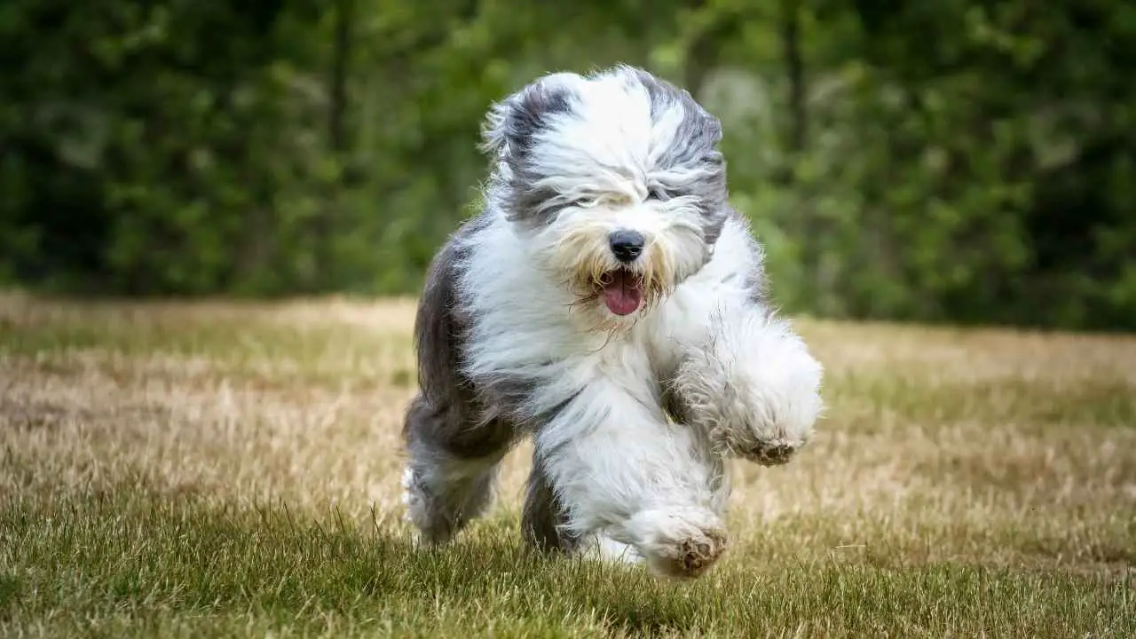 Vecchio cane pastore inglese