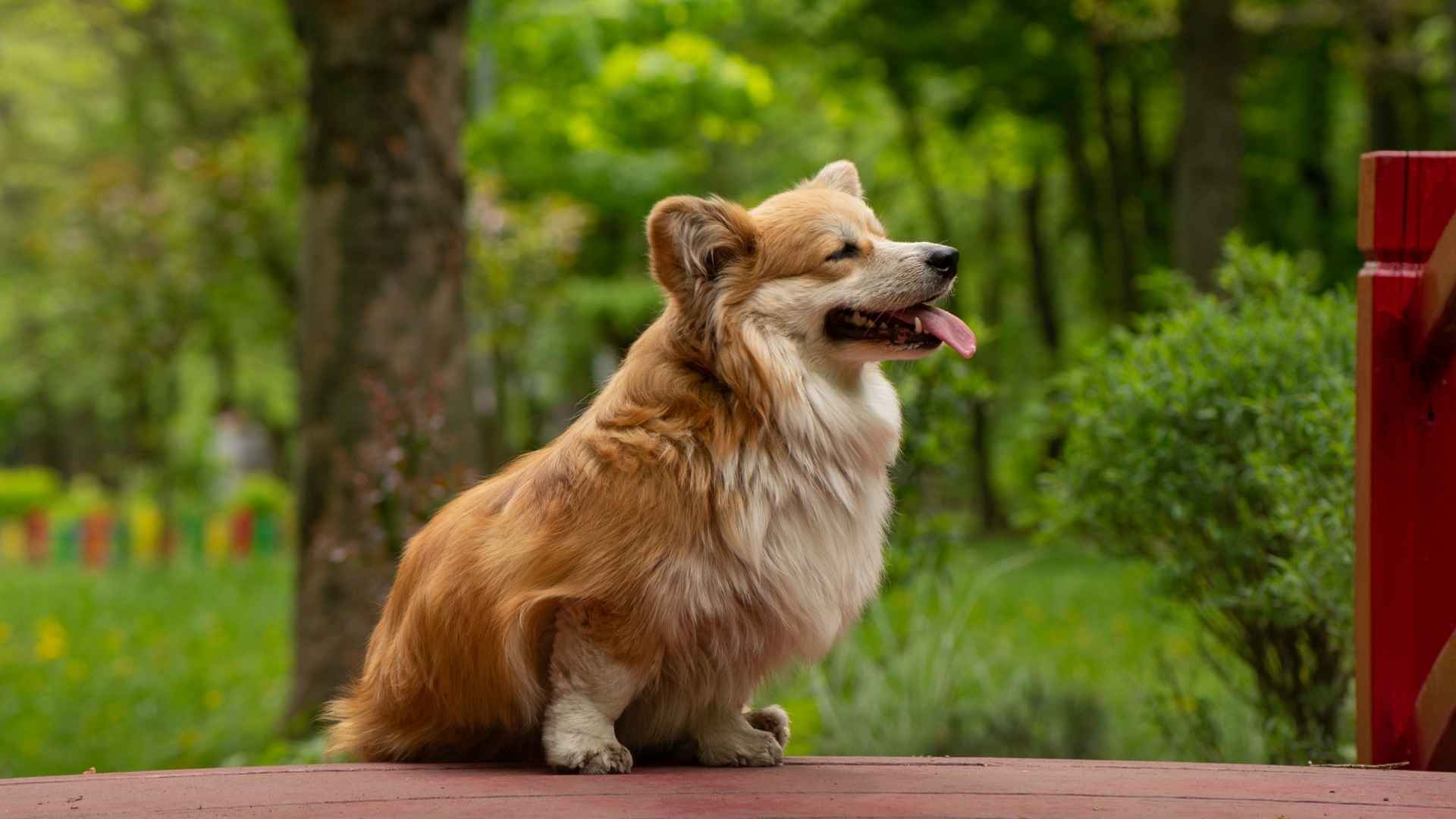 Corgi gallese Pembroke