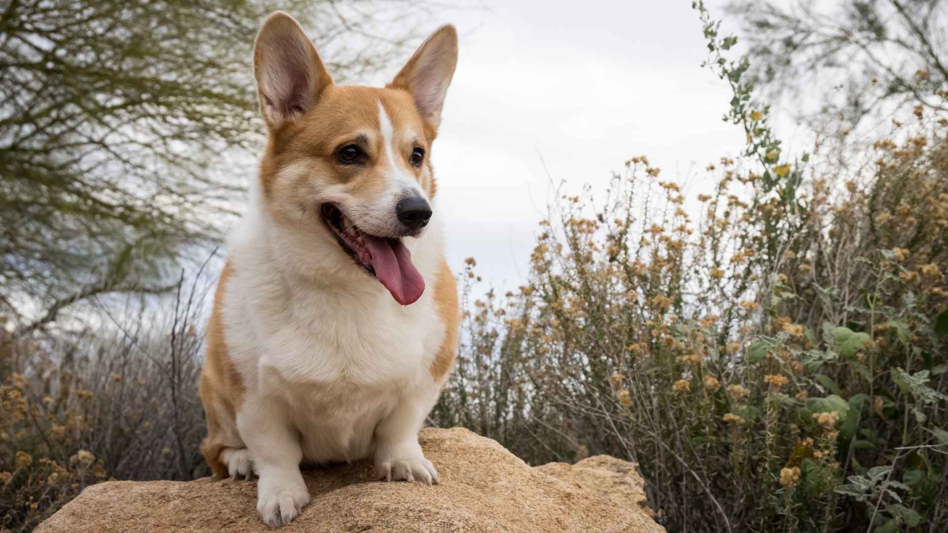 Corgi gallese Pembroke