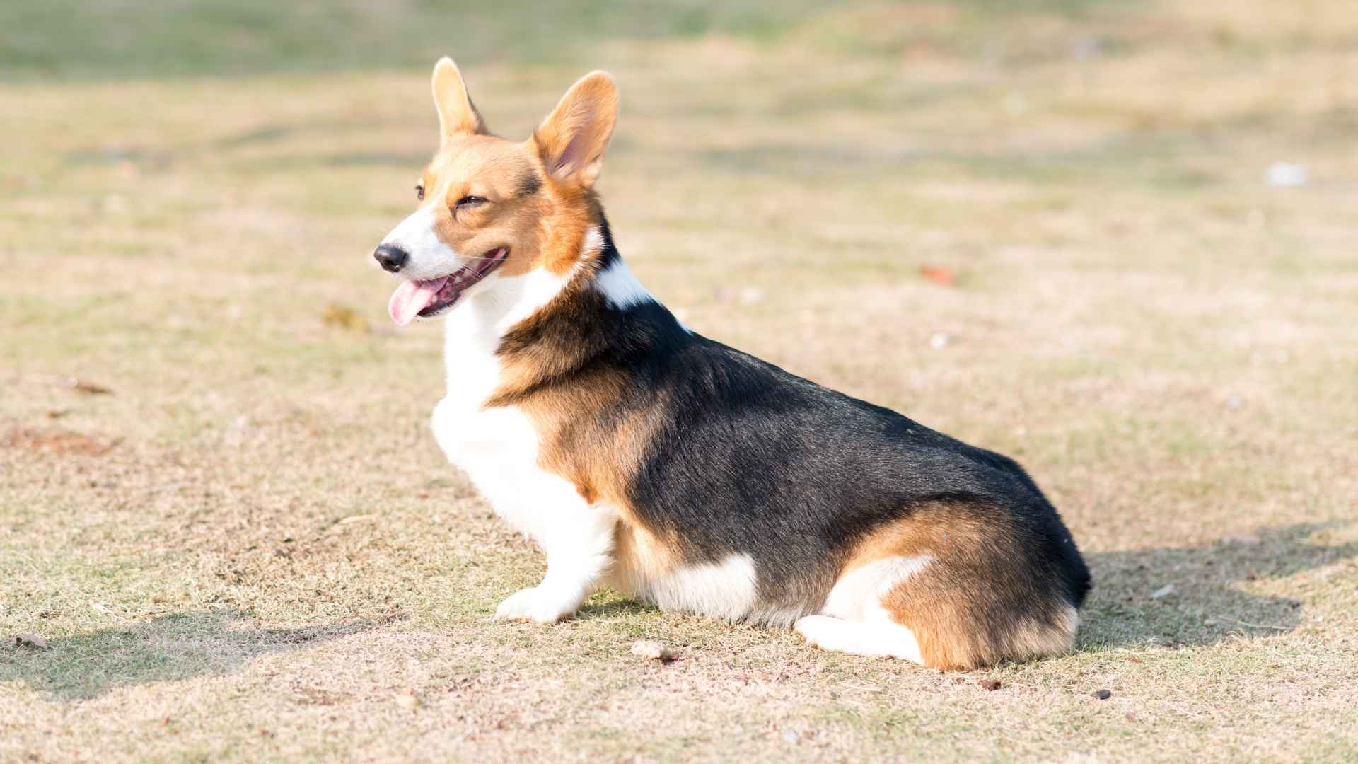 Corgi gallese Pembroke