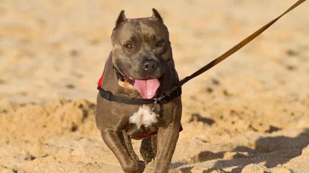 Caratteristiche e tratti chiave del Pitbull