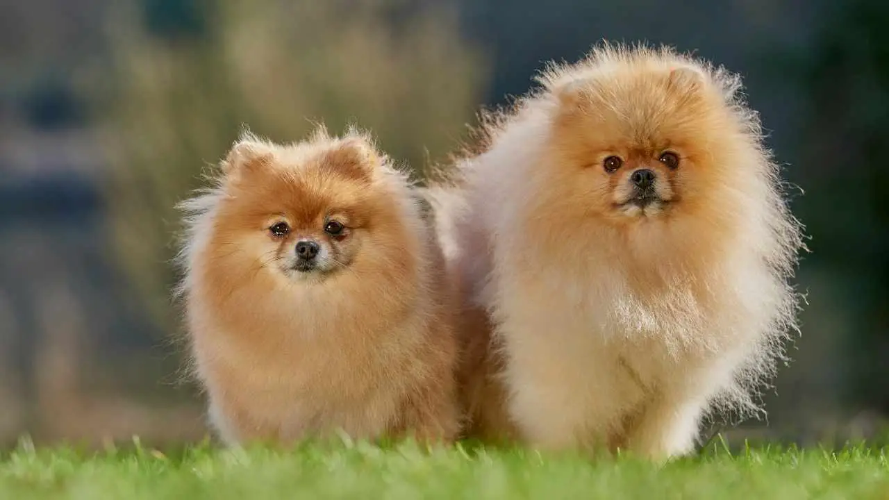 Pomerania