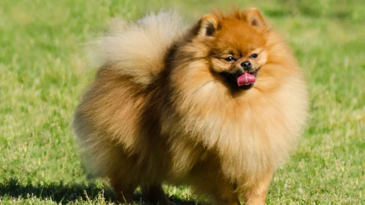 Pomerania