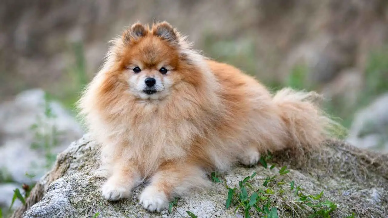 Pomerania