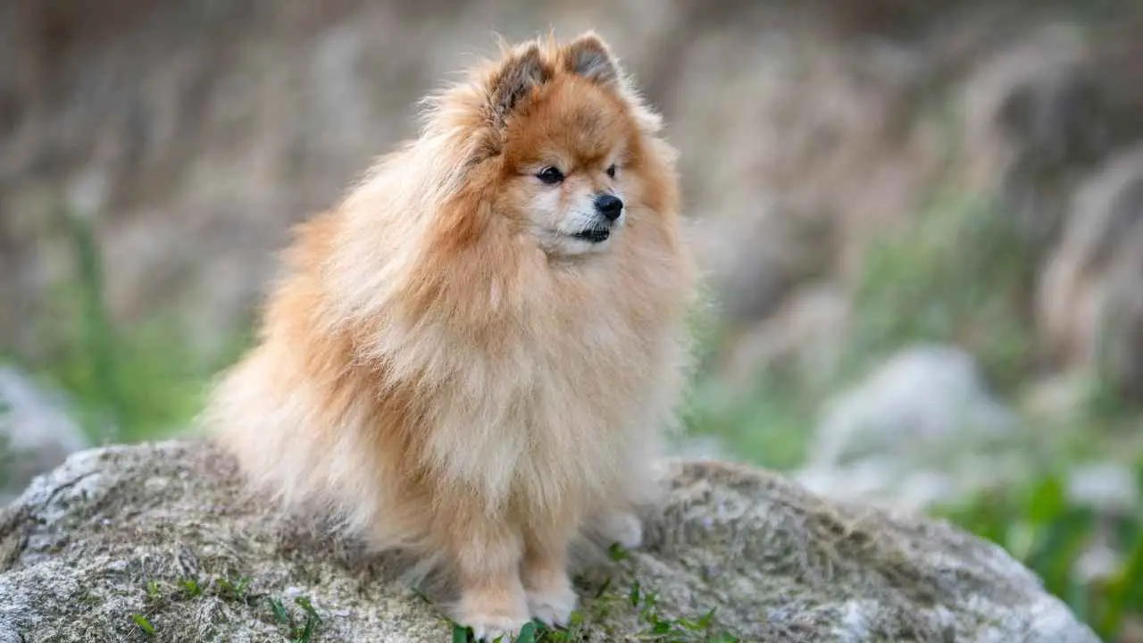 Pomerania