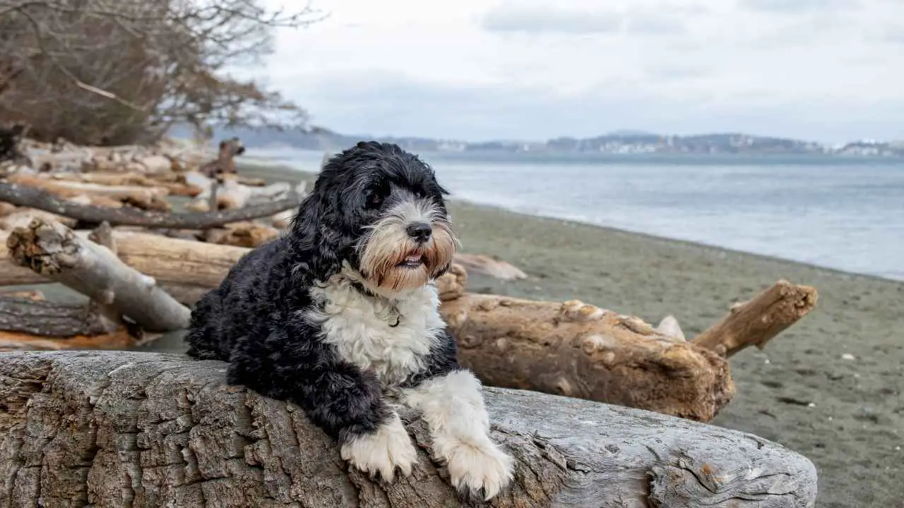 Cane da acqua portoghese