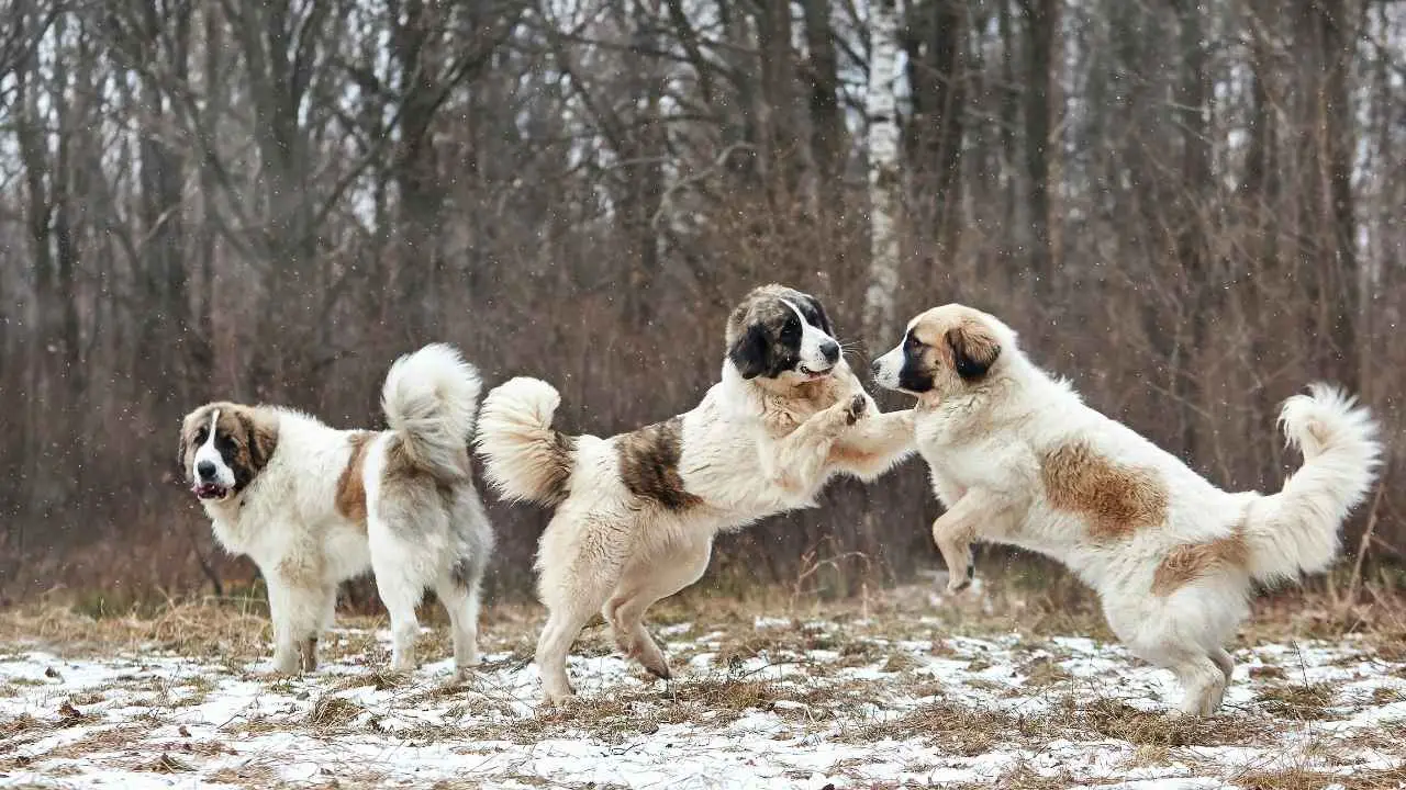 Mastino dei Pirenei