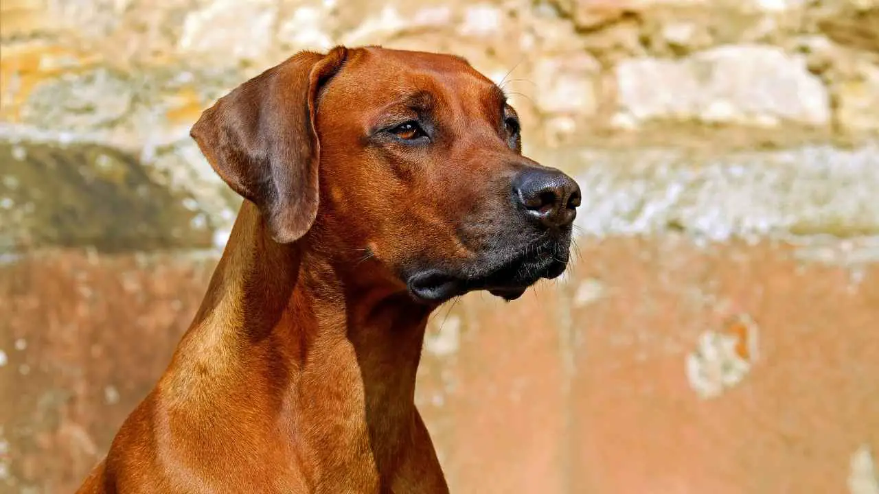 Ridgeback rhodesiano