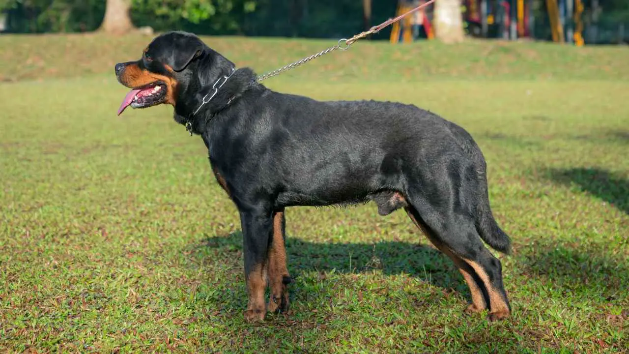 Rottweiler