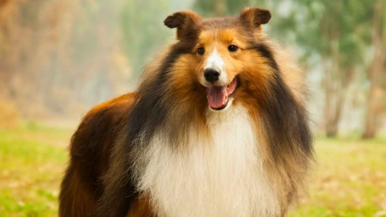 Collie ruvido