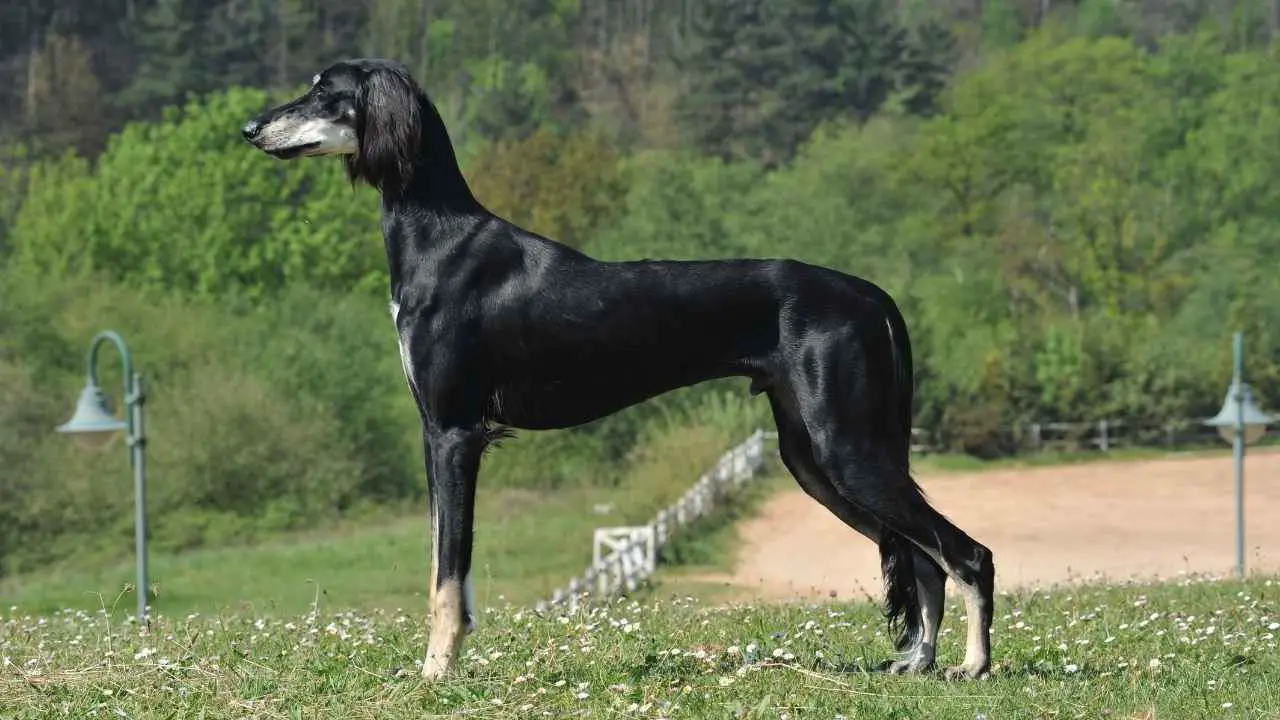 Saluki