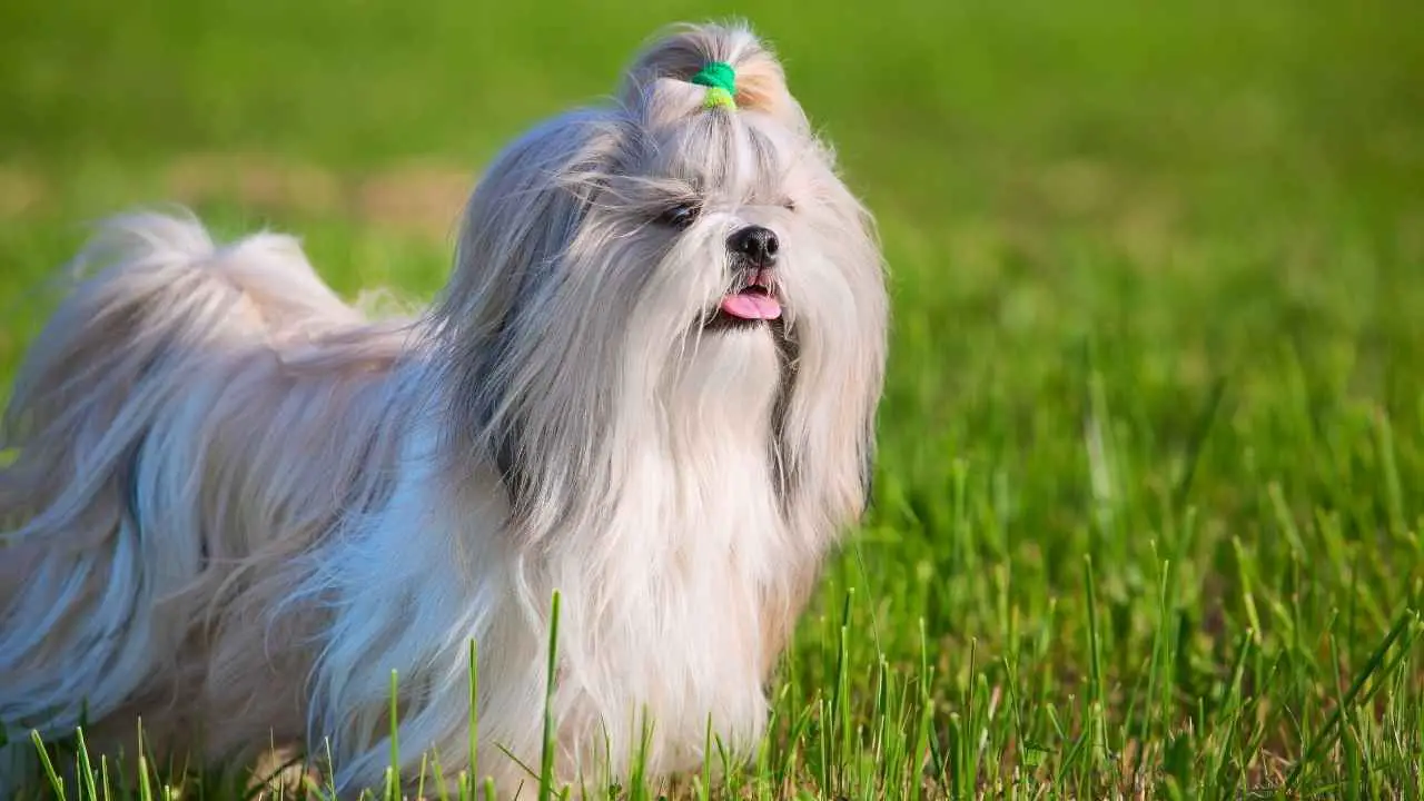 Shih Tzu