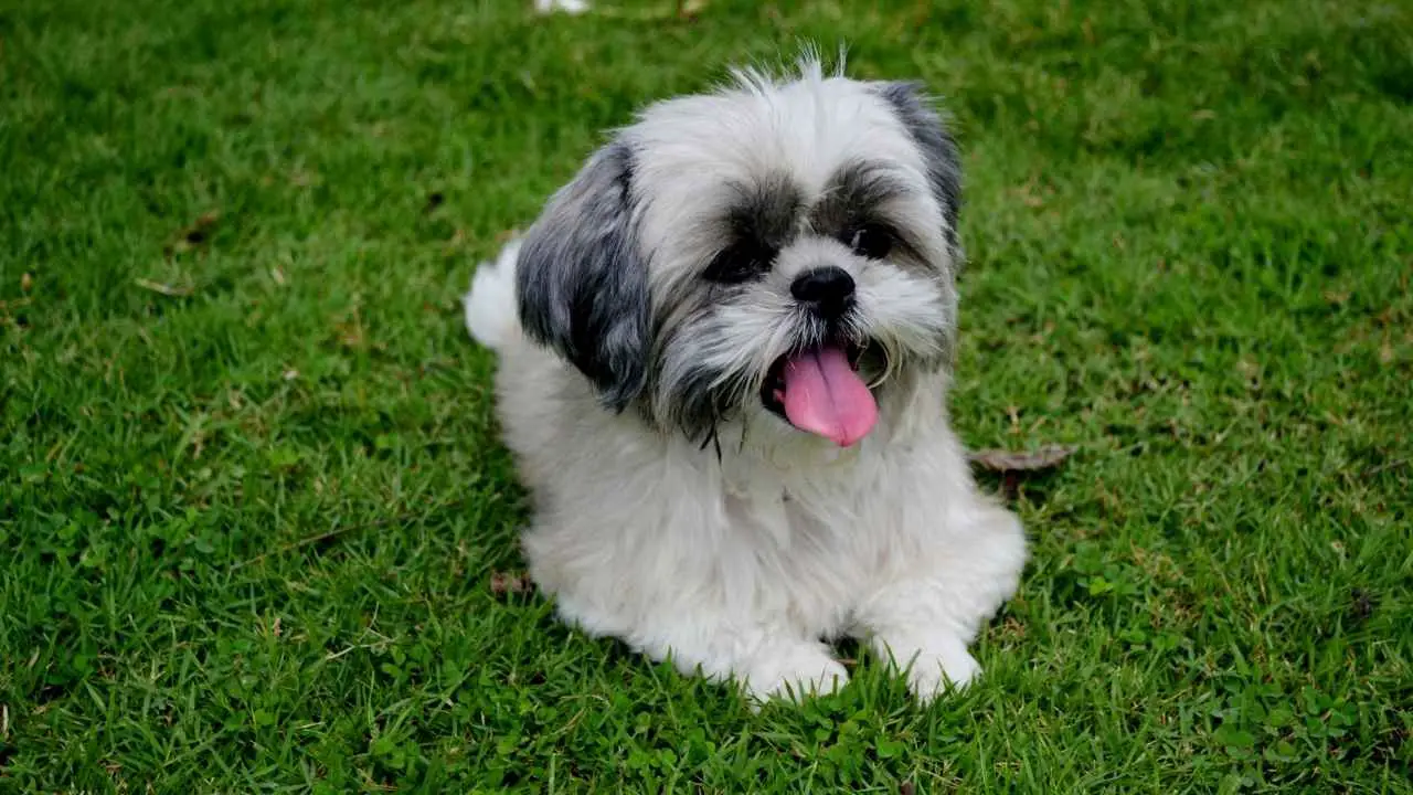 Shih Tzu