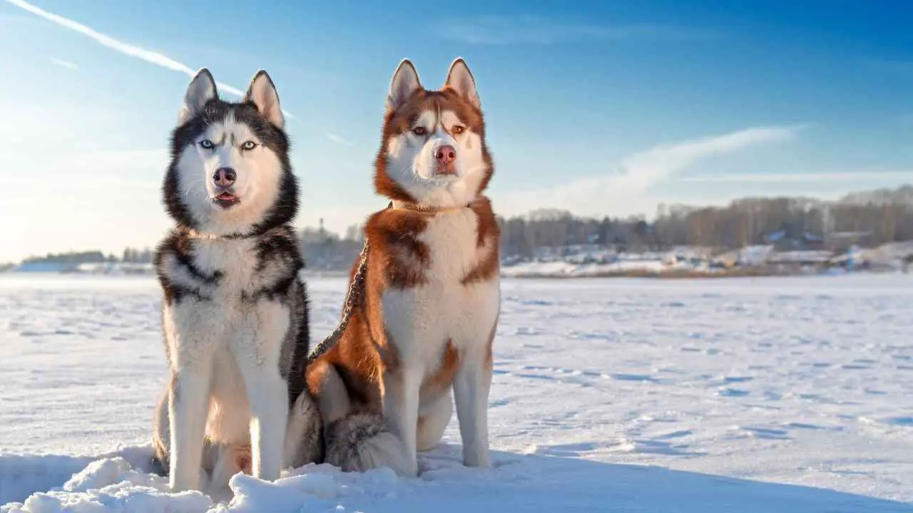 Husky siberiano