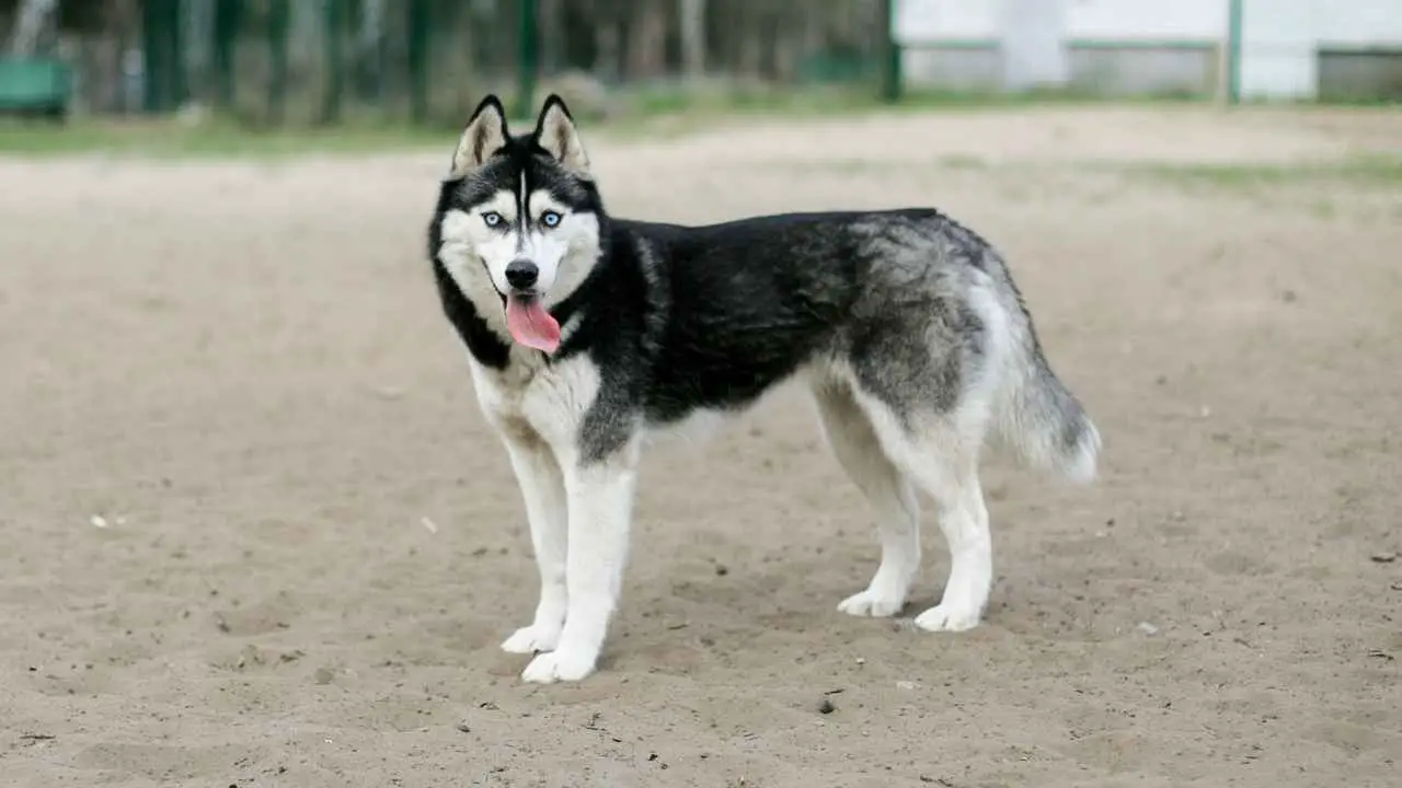 Husky siberiano