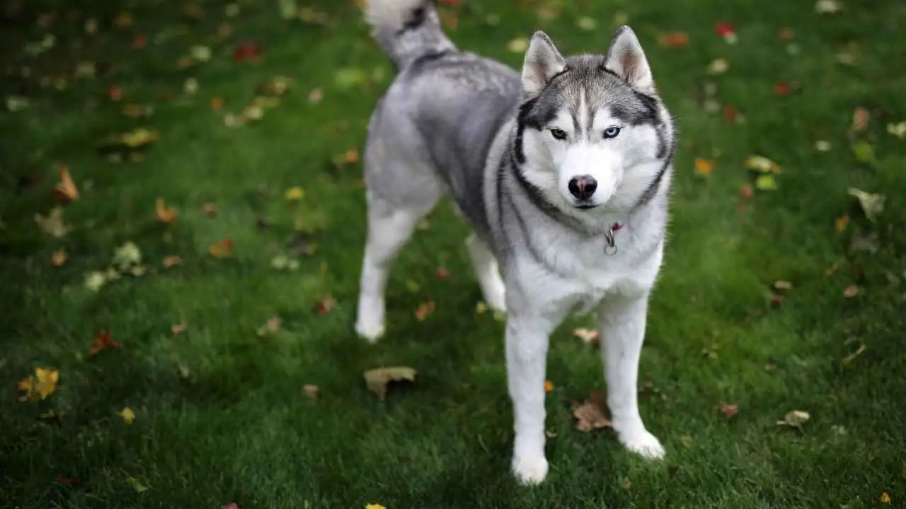 Husky siberiano