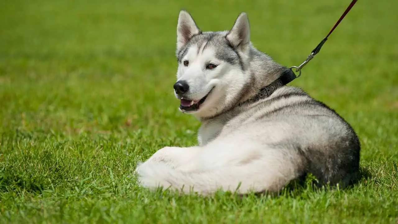 Husky siberiano